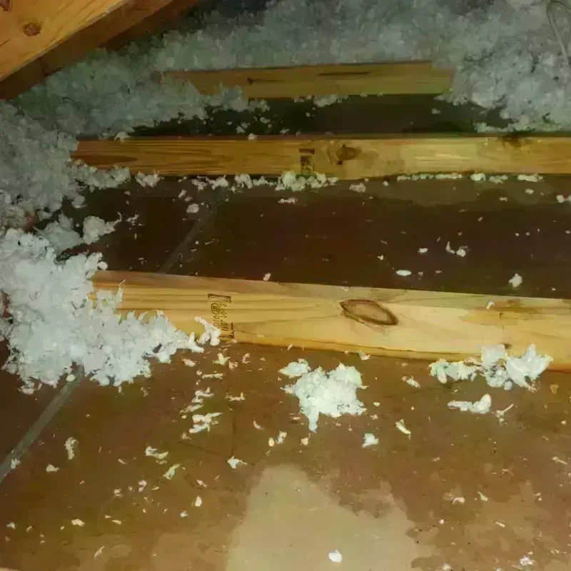 Attic Water Damage in Forest, MS