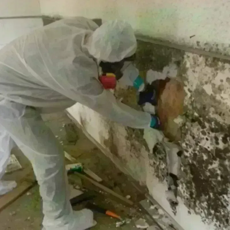 Mold Remediation and Removal in Forest, MS